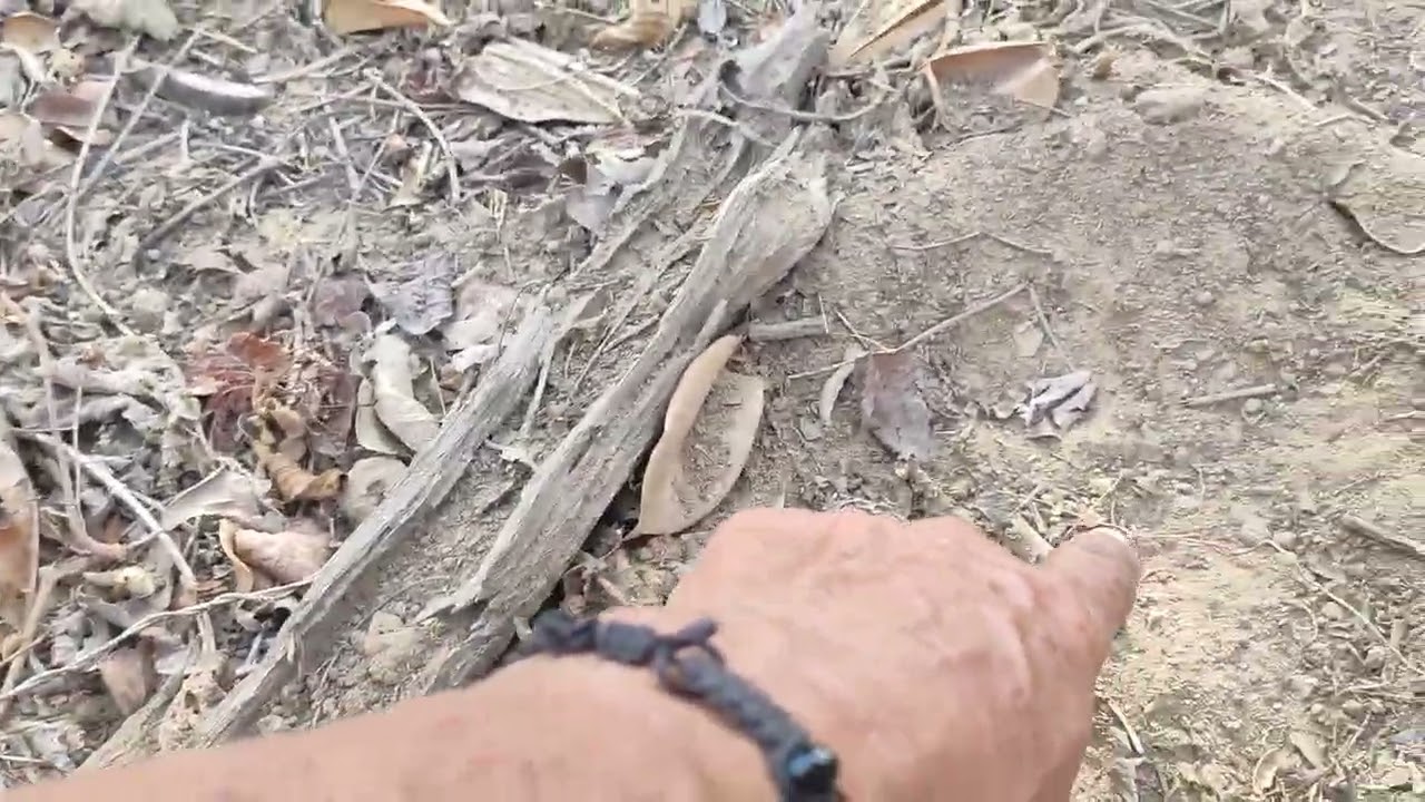 AMEIXA DA CAATINGA, UMA FRUTA COM MUITA POUPA, EM PLENA SECA DO SERTÃO. 