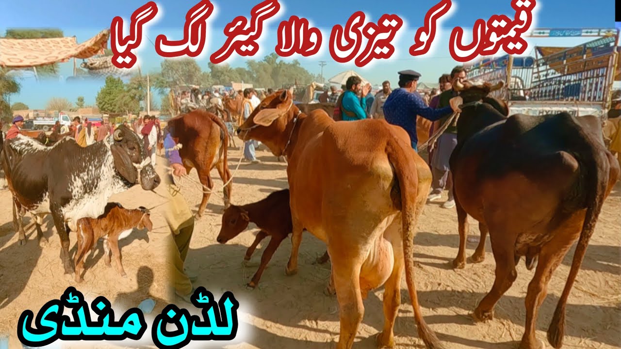 LUDDAN COW MANDI LATEST UPDATE || Sahiwal Cholistani Gay || Dairy Farming In Pakistan