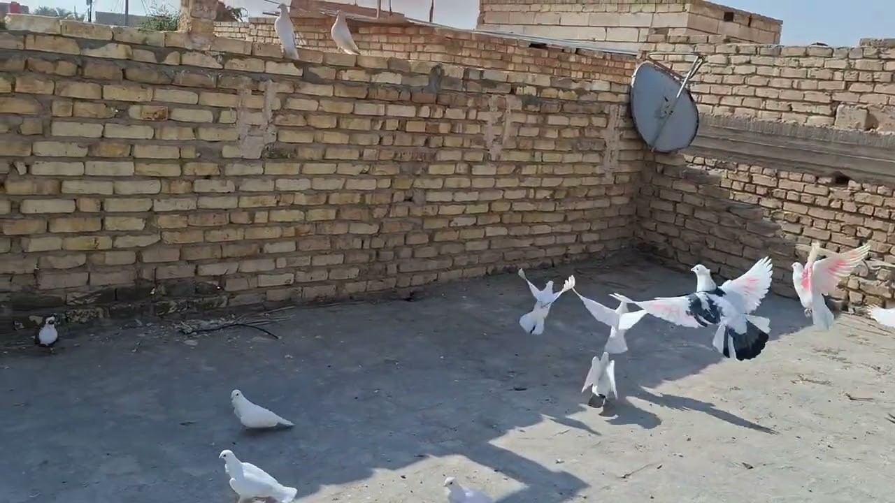 عظم الله لنا ولكم الاجر بذكرى شهادة سيدي ومولاي الإمام علي عليه السلام اليوم طيرناهن وصيد زاجله 