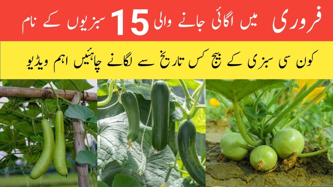 Now the time sow this 15 vegetables in february || February me ugai jane wali sabziyon k name.