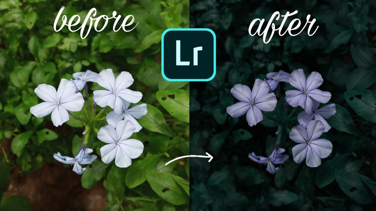 MOODY editing|New malayalam Lightroom editing 2020|Flower photography