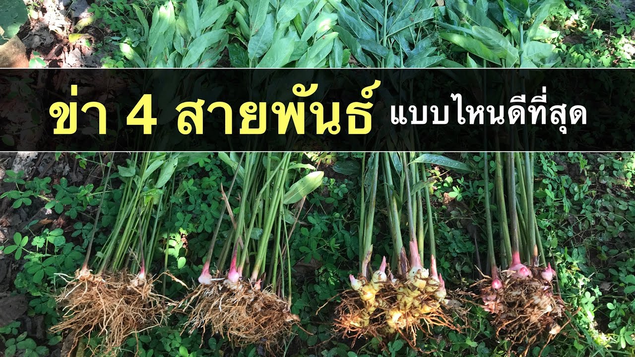 Ep.147 ปลูกข่า 4 สายพันธ์ เปรียบเทียบรสชาติ ความหอม ความเผ็ด และความใหญ่