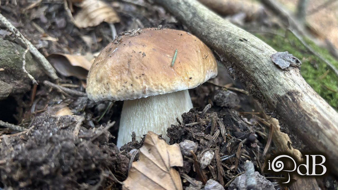 Porcini Edo #11 2025 Pt. 1