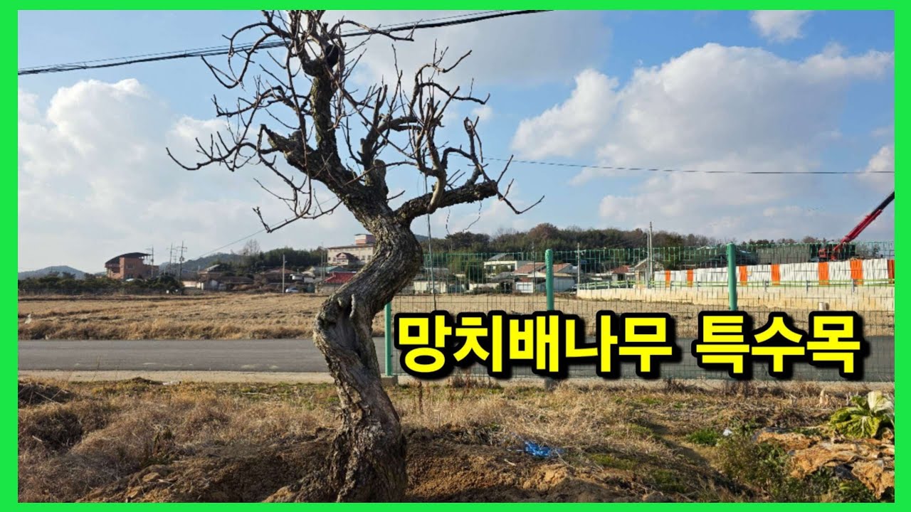 [광고] 1397번 #배나무 {{{판매중}}} 12월까지 과실이 달려있는 망치배 / 판매가격은 더보기란에 #특수목 #정원수판매