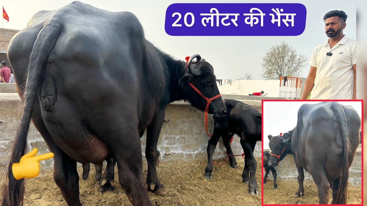 🔥 20 लीटर दूध वाली चैम्पियन झोटी… क़ीमत 48,000₹ से शुरू । 3 Buffalo For Sale Kirshana Dairy Farm