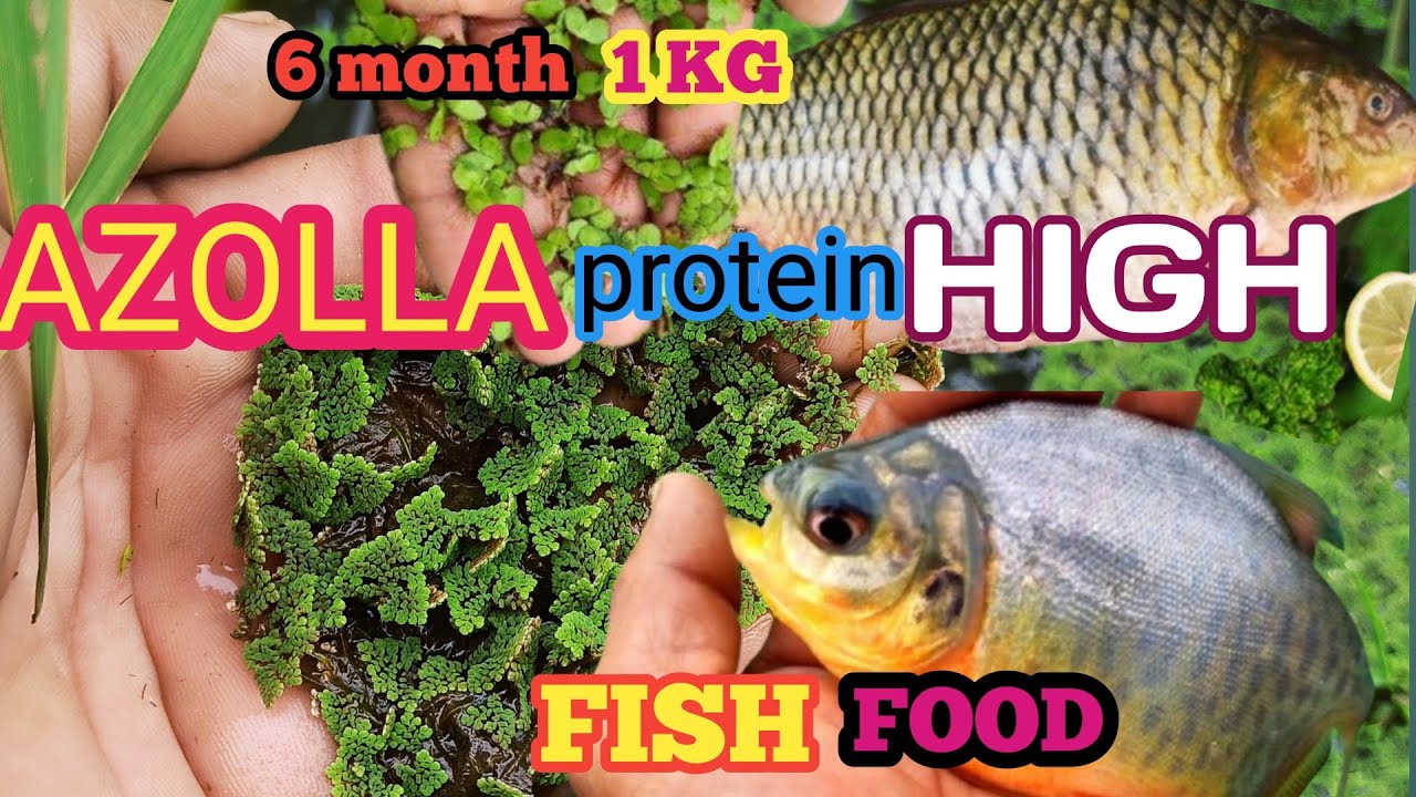 What ls Azolla ? Fish Food High protein // 6 month 1 kg // Machhali ka desi food no money only free 
