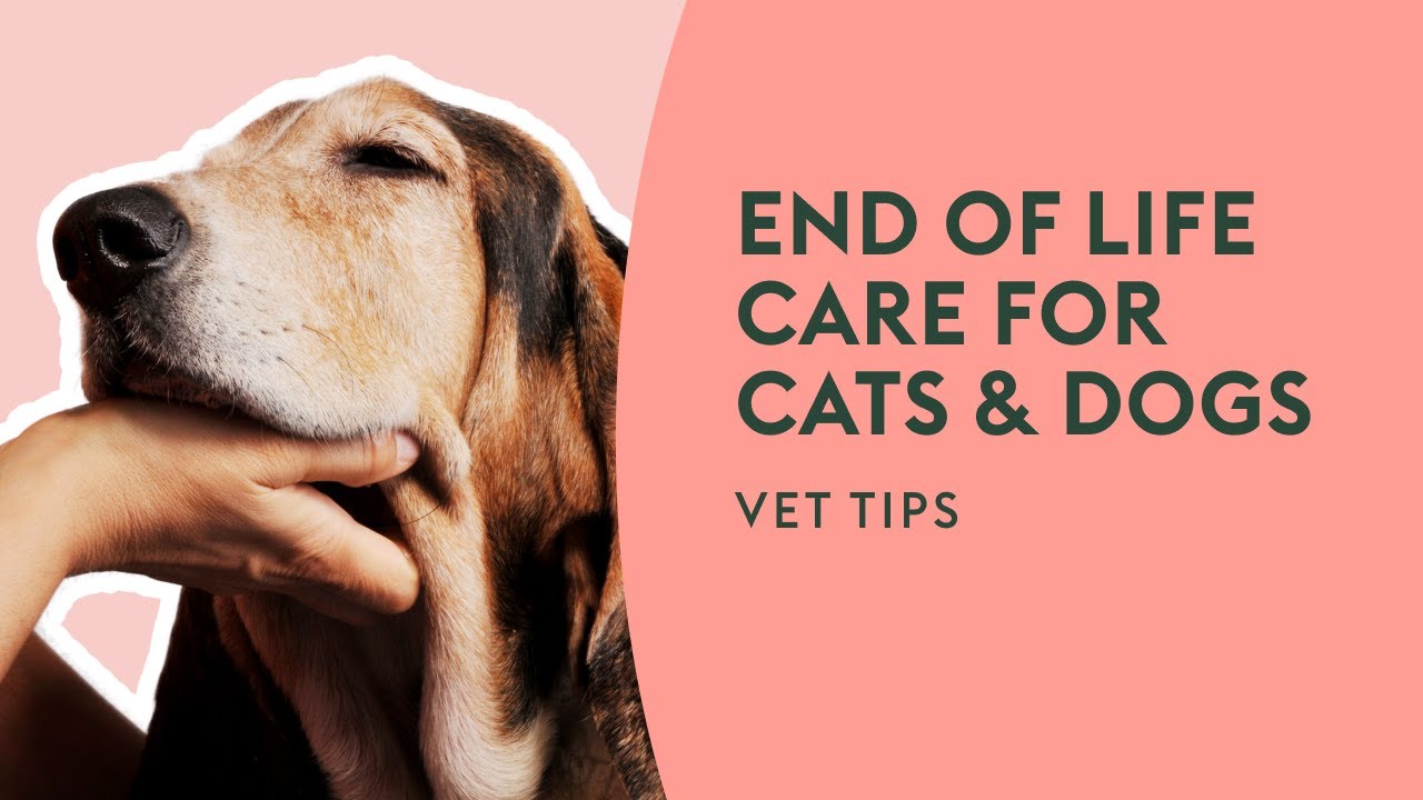 End of Life Care for Cats & Dogs | Vet Tips