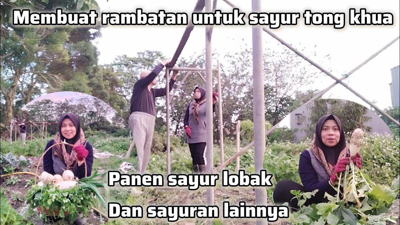MEMBUAT RAMBATAN UNTUK SAYUR TONG KHUA‼️ PANEN SAYUR LOBAK 