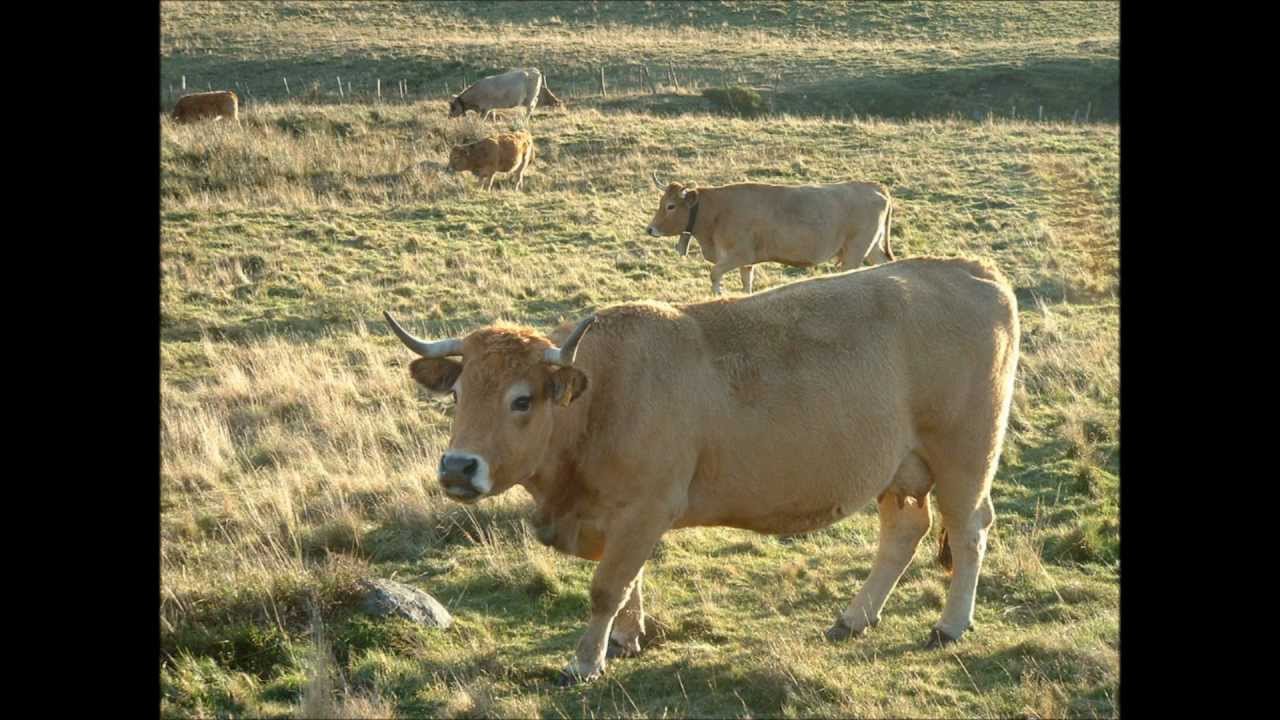Boucherie Charcuterie Maison Conquet à Laguiole en Aubrac - Aveyron