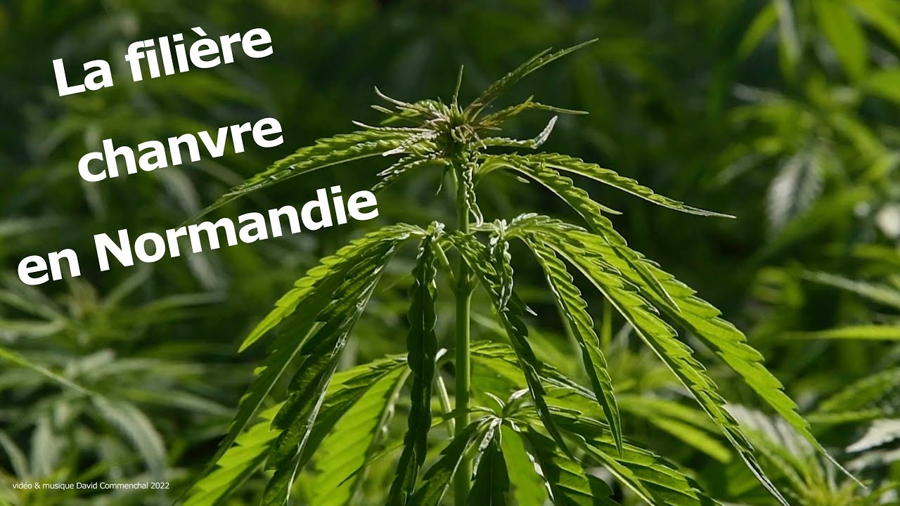 La fili&egrave;re chanvre en Normandie