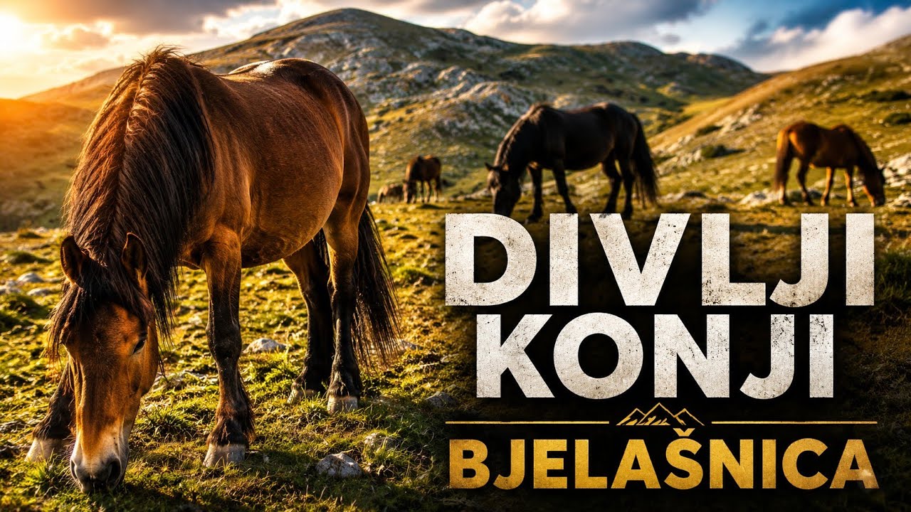 Divlji konji na Bjela&scaron;nici - Žive sami, slobodni&hellip; | Wild Horses in Bosnia