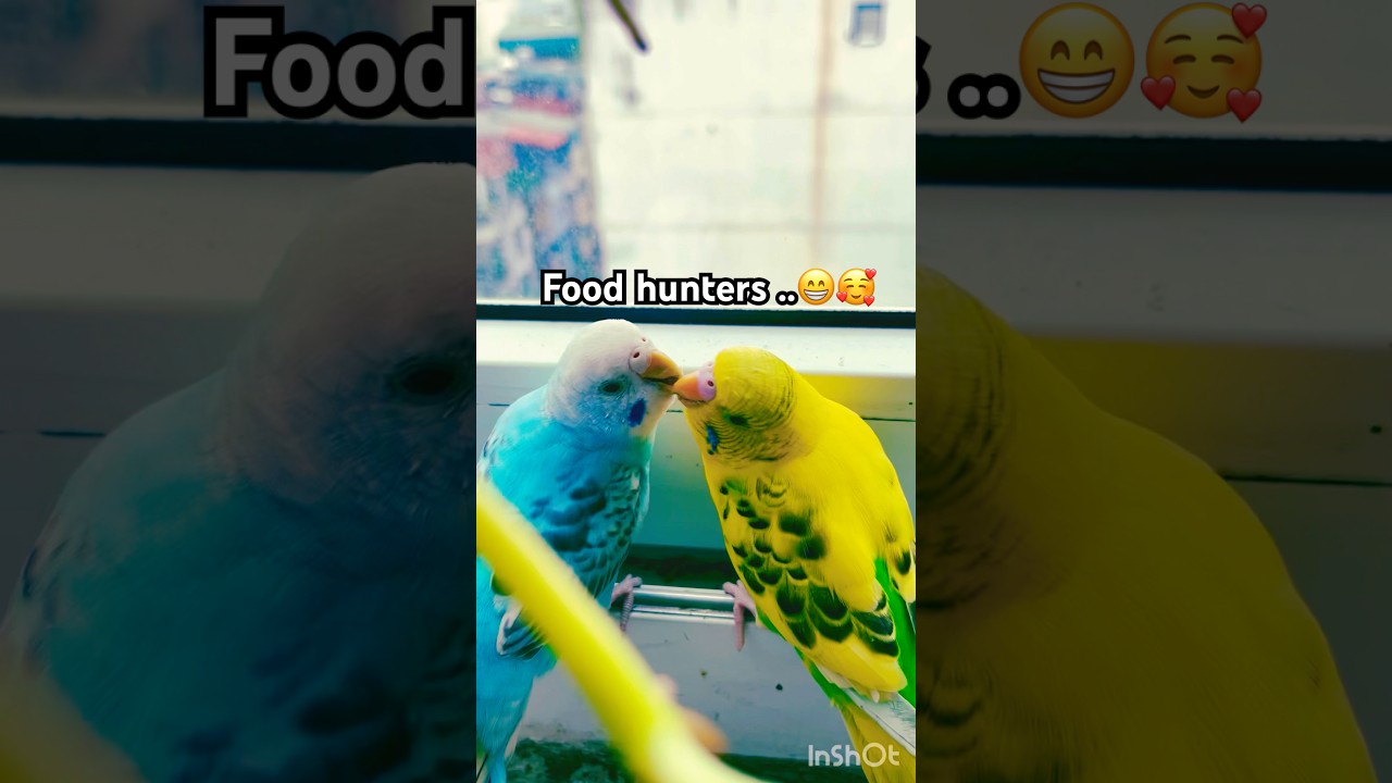 Breaking news: food thieves caught in action..🤣🤣 #cutebudgie #lovepets #chimcanh #birds