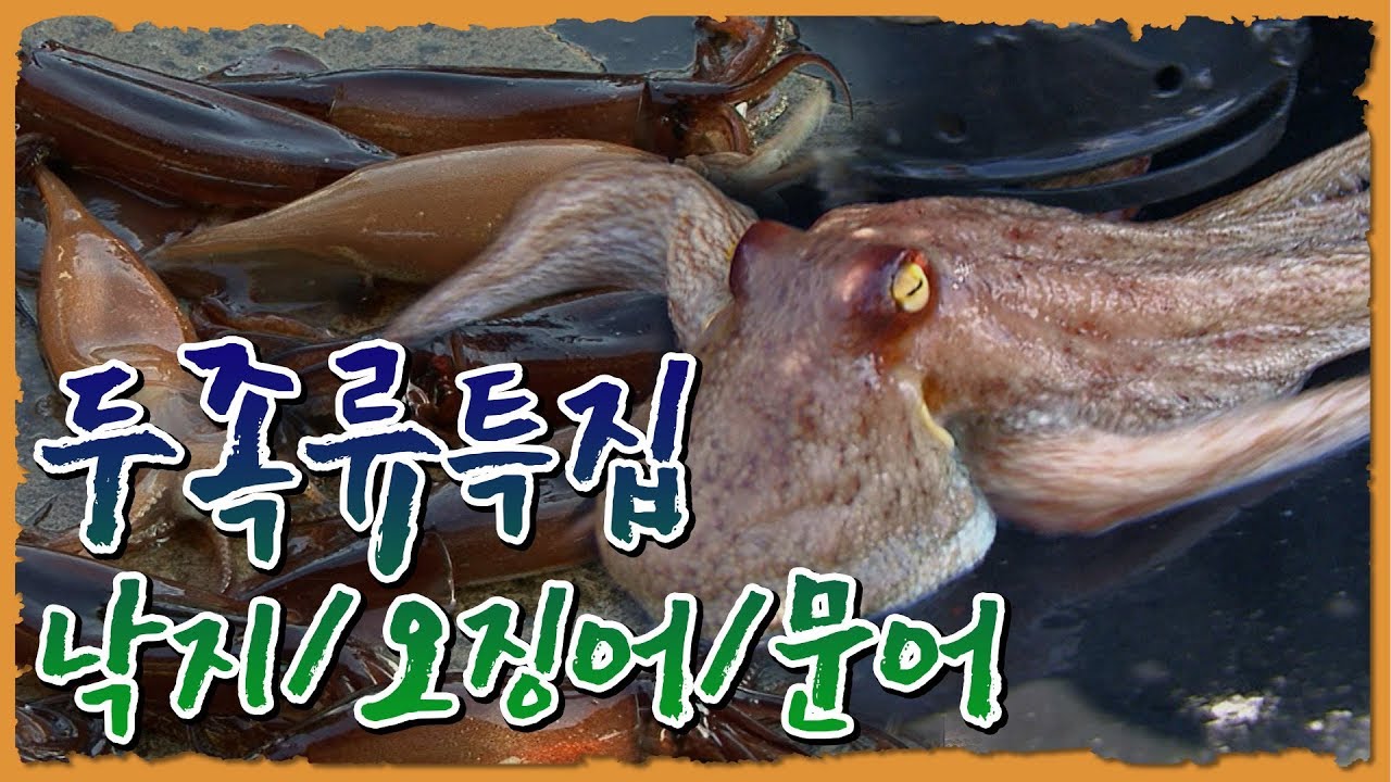 연체동물 두족류특집-낙지/오징어/문어 [어영차바다야 다시보기]