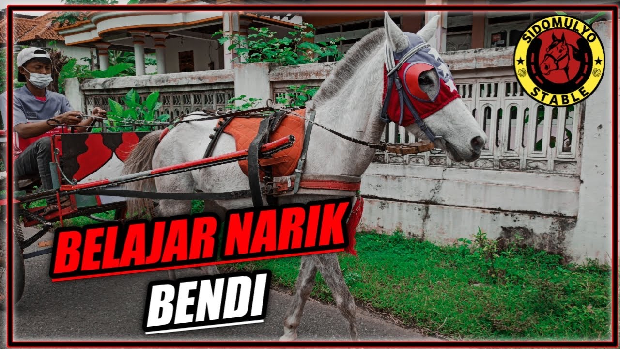 MENCOBA MENARIK BENDI!! Si Kecil Kuda Putih Kebalabu Sidomulyo Stable