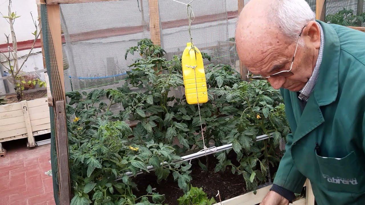 COMO PROTEGER  LAS FLORES DEL TOMATE