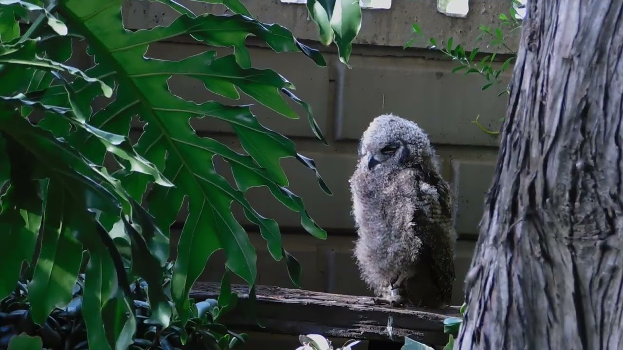 Fledgling Observing, Cleaning Feathers & Resting Calm Owl Moments