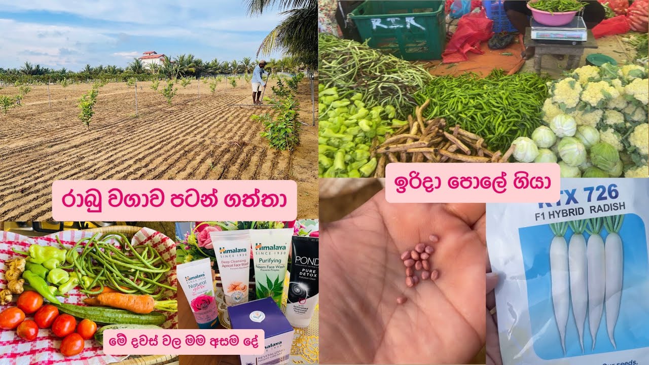 රාබු වගාව පටන් ගත්තා🌱ඉරිදා පොලේ ගියා❤️