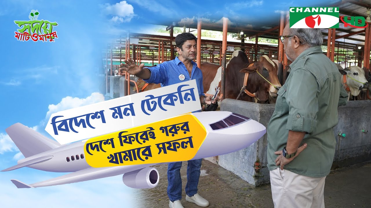 বিদেশ থেকে ফিরে বিশাল গরুর খামার দিয়ে অভাবনীয় সাফল্য স্বপনের | Shykh Seraj | Channel i |