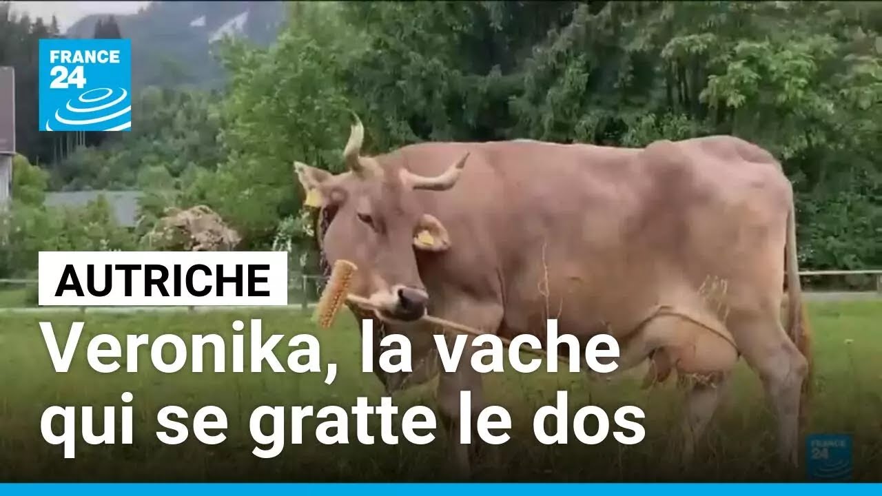 La vache Veronika et ses capacités cognitives exceptionnelles • FRANCE 24