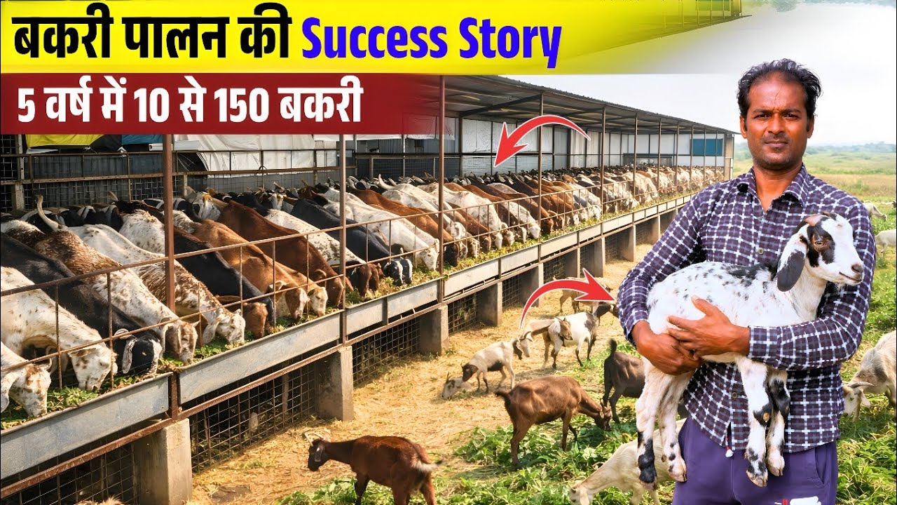 धैर्य संयम और विश्वास से Goat Farming मे सफल 💯✅ Cross Breed Goat Farming से 5 वर्ष मे 10 से 150 बकरी
