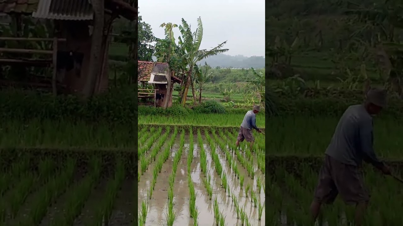 Ada yg kangen dengan suasana desa🥰