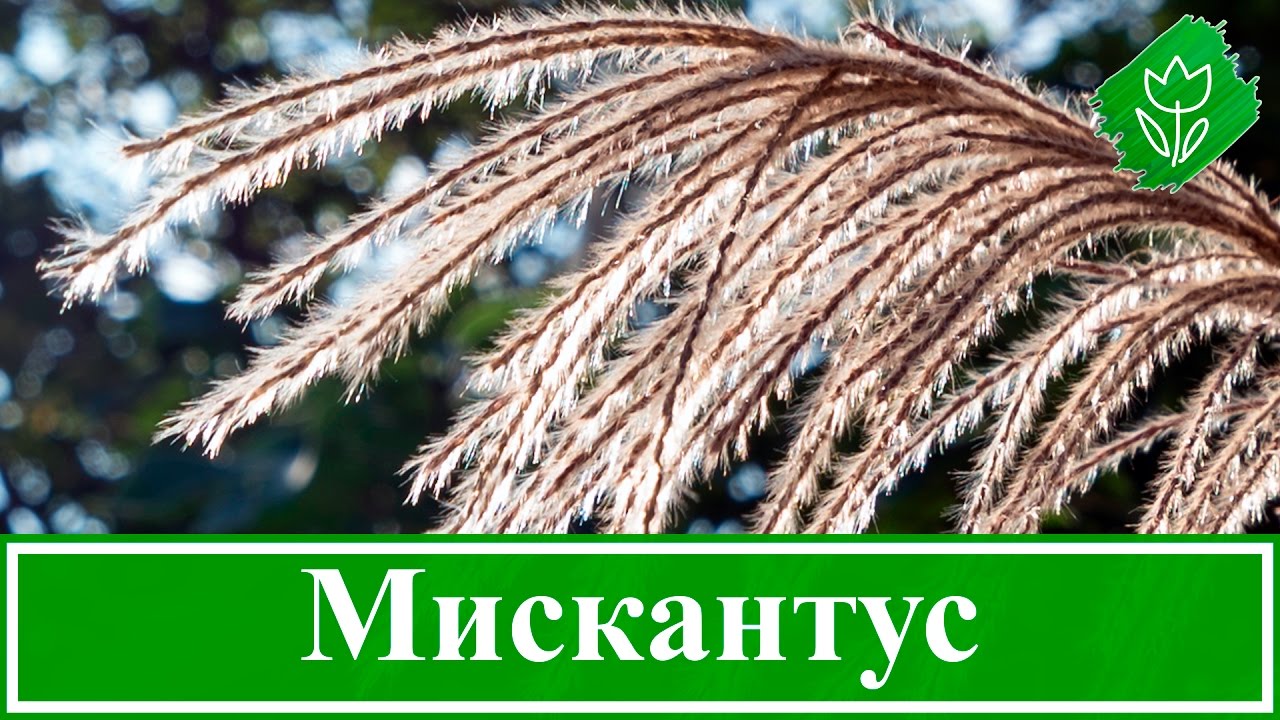 🌾 Растение мискантус &ndash; посадка и уход в открытом грунте, виды и сорта мискантуса