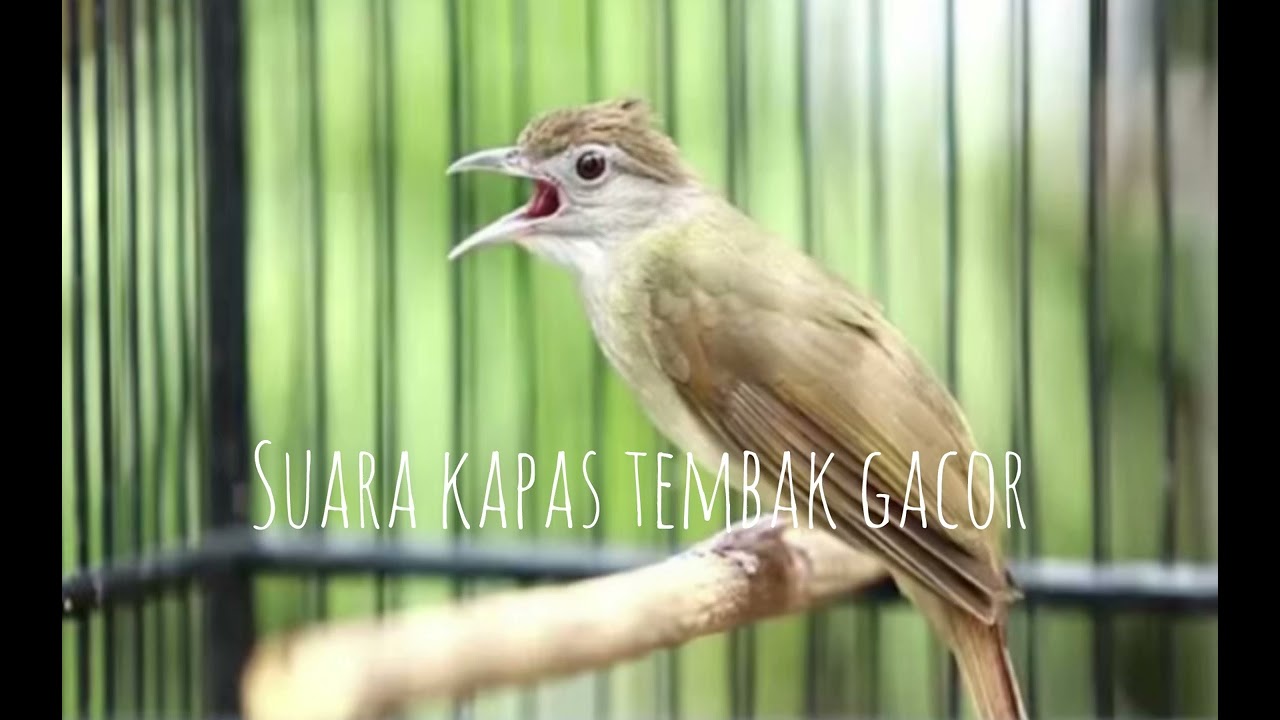 Suara kapas tembak gacor 