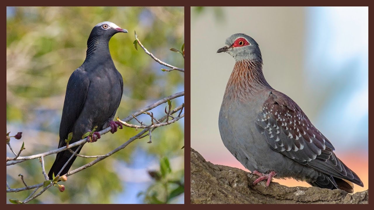 7 Most Unique Pigeons In The World [hindi]