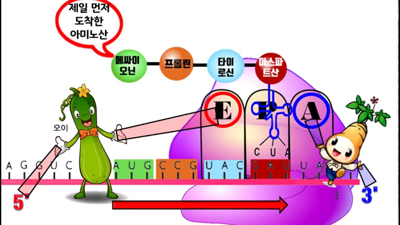 [통합과학][생명과학2] 단백질 합성 번역( translation )과정