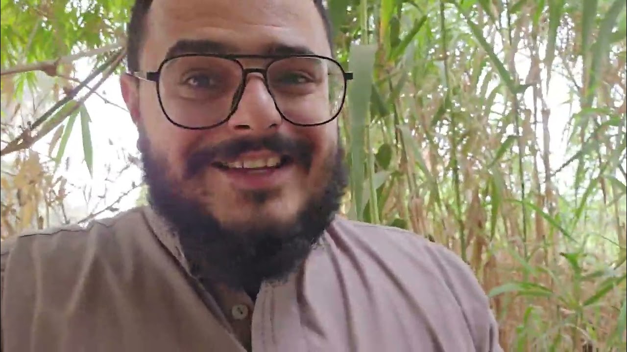 إزاي تزرع البامبو - الخيزران بكل سهولة ؟