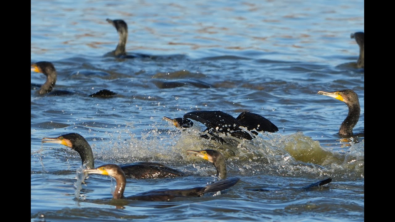 Cormorant fleet