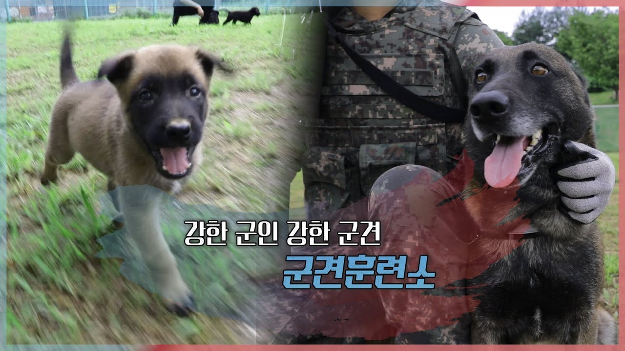 네 발의 전우! 군견훈련소 48시간 강군365 140회 본편l국방홍보원