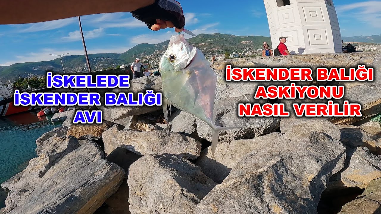 Alanya İskelde İskender Balığı Avı - İskende Balığı Aksiyonu Nasıl Verilir Bu Videoda | VARSA ALIRIZ