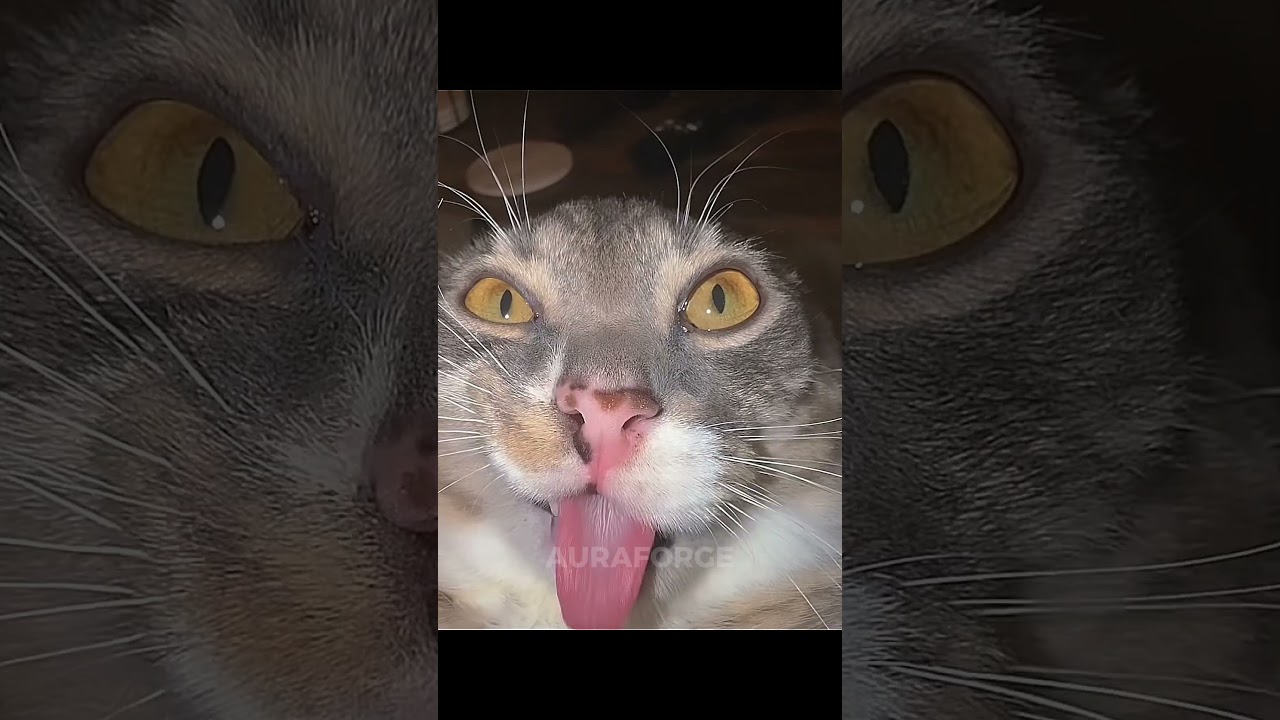 girls cats vs boy cats pt2
