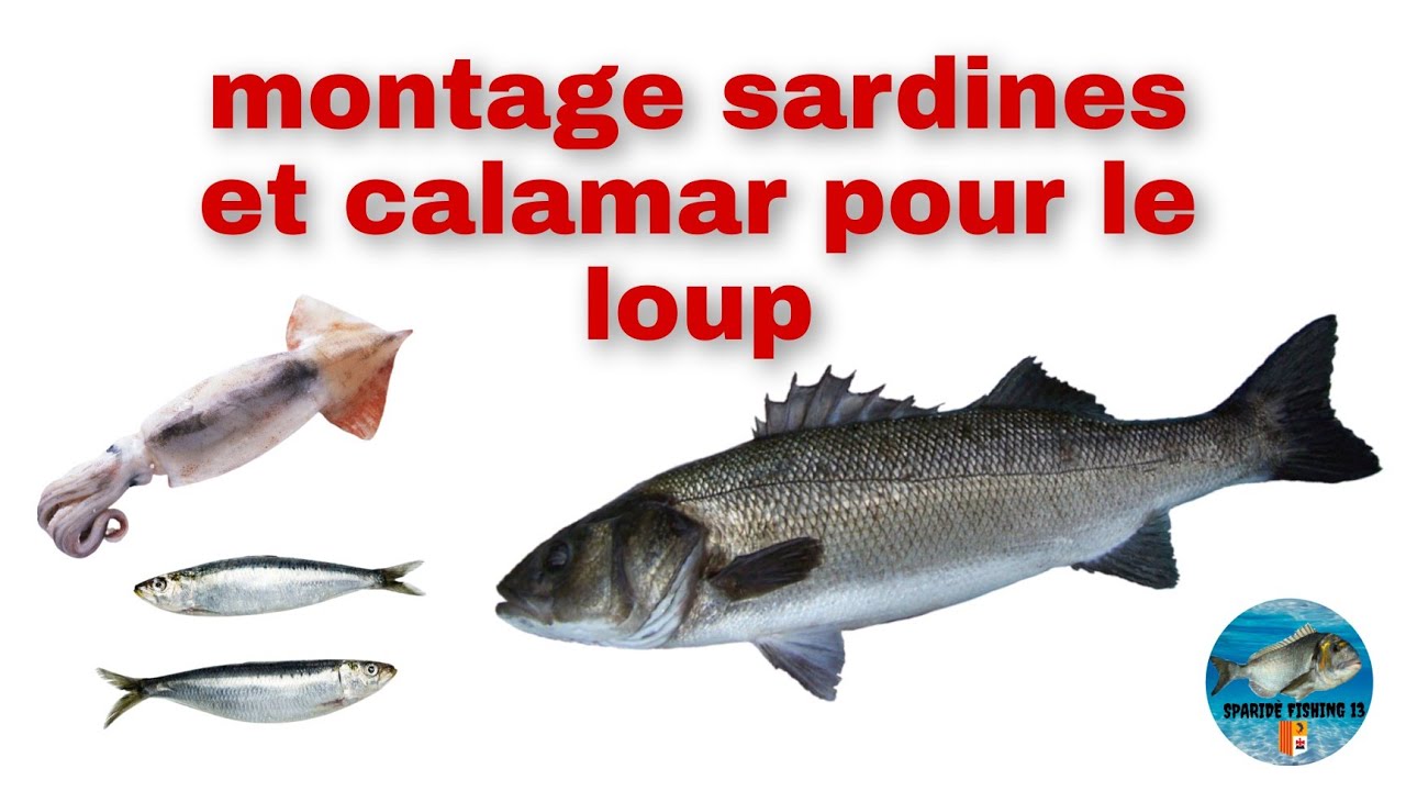 pêche au loup / préparation des appât/montage/eschage