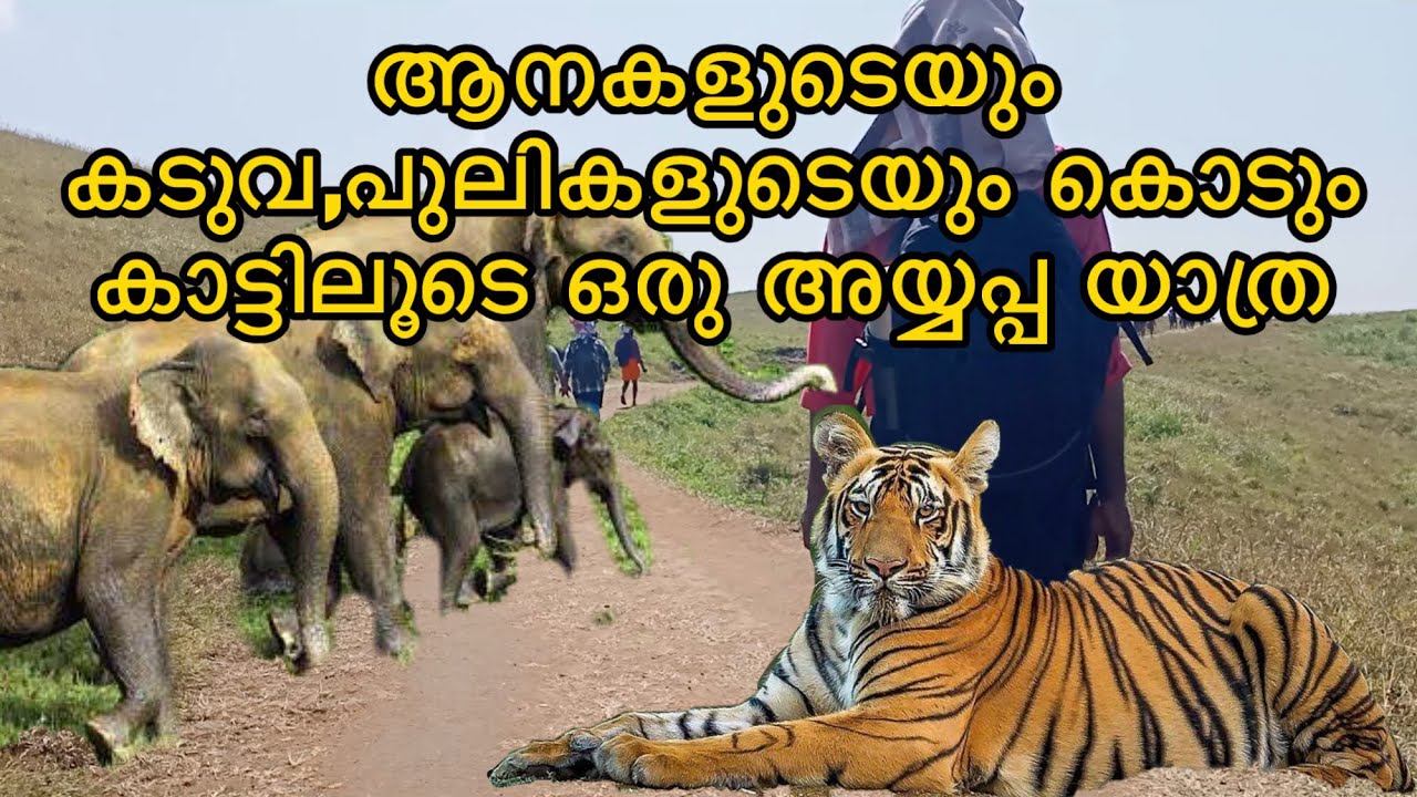 പാണ്ടി താവളം വഴി പുൽമെട്  എത്തിയപ്പോൾ കണ്ട കാഴ്ച 😳 #sabarimalaayyappan #sabarimala #ayyappa #god 