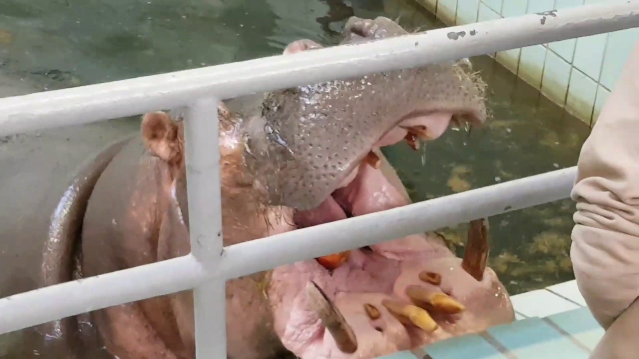 Frankfurter Zoo - Nilpferd Petra