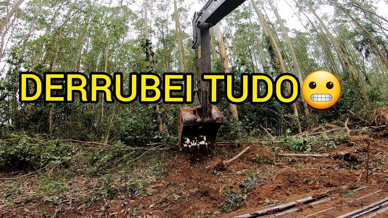 ARRANCANDO P&Eacute;S DE EUCALIPTOS COM ESCAVADEIRA HIDR&Aacute;ULICA.
