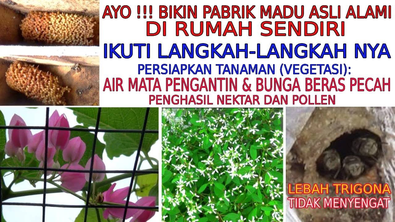 LEBAH TRIGONA (TIDAK MENYENGAT) PENGHASIL MADU ASLI ALAMI || IKUTI BAGAIMANA CARA BERTERNAK NYA? ||