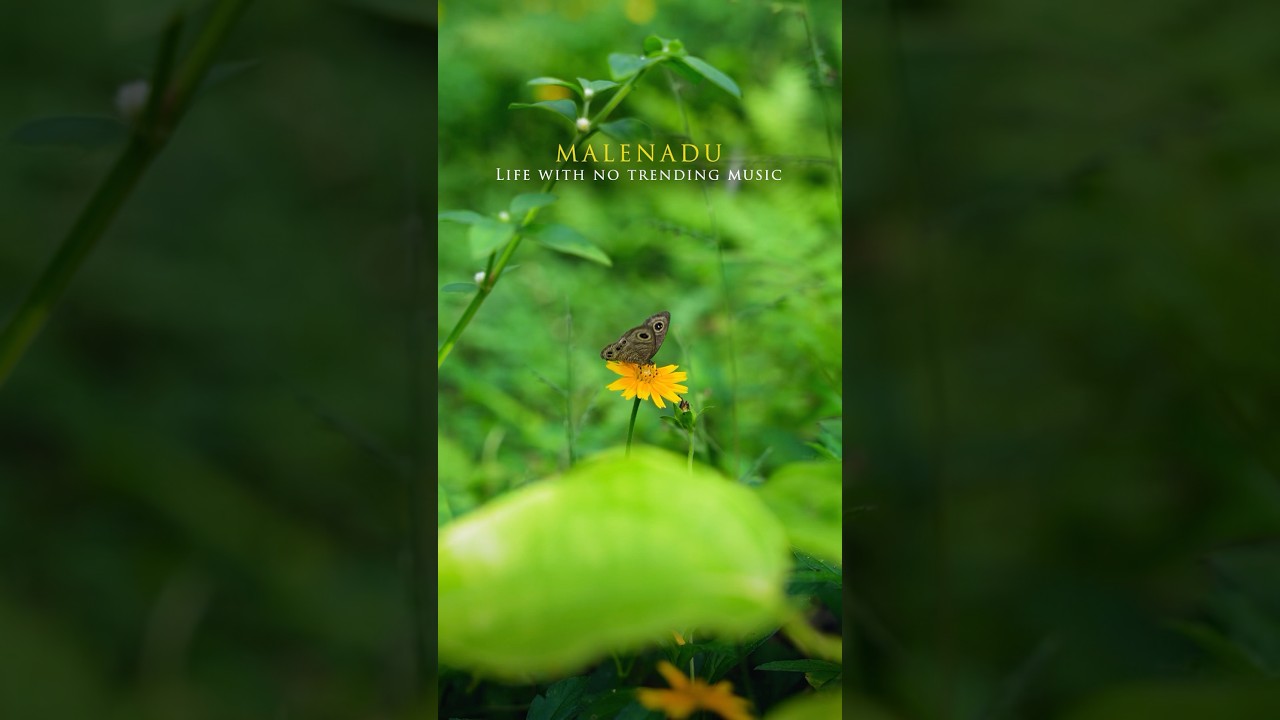 Just listen to the nature, it will heal you 🌱 #malenadu #nature #villagelife #soulofhomelife #rain