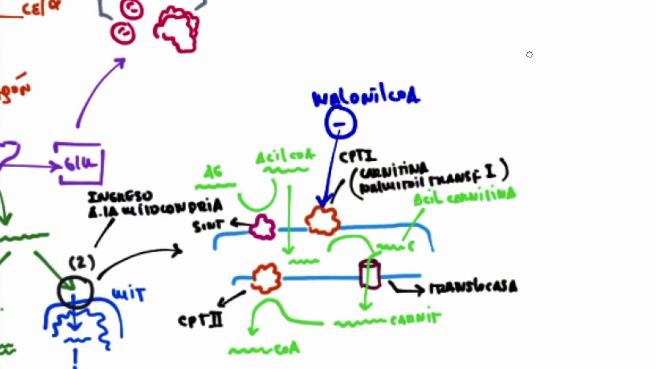 Cetog&eacute;nesis (Regulaci&oacute;n)
