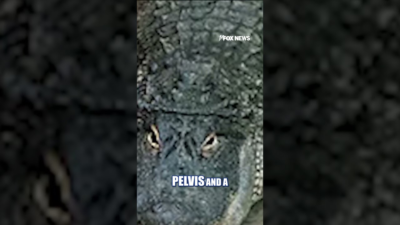 Man FORCES child into crocodile enclosure #shorts
