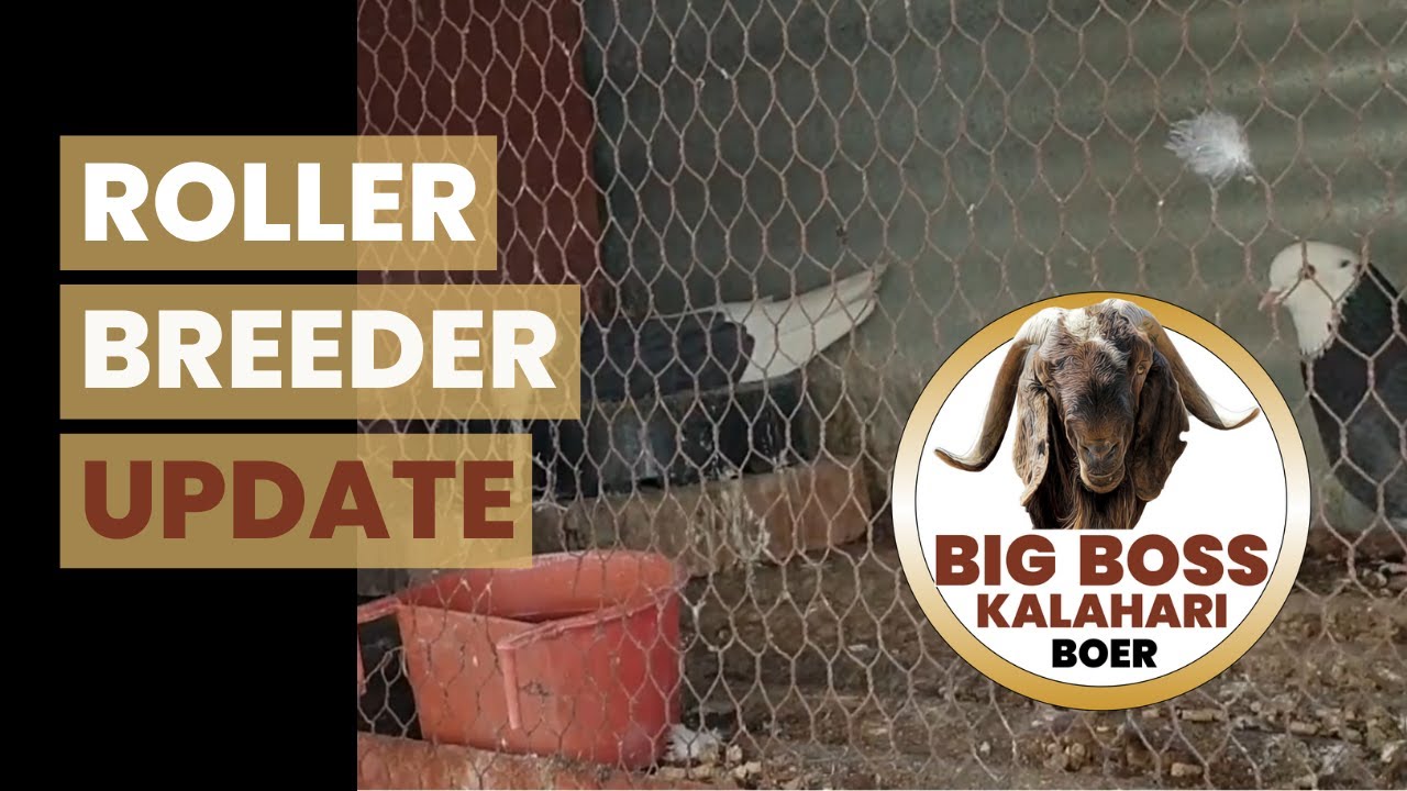 Birmingham Roller Pigeon Breeders’ mating!