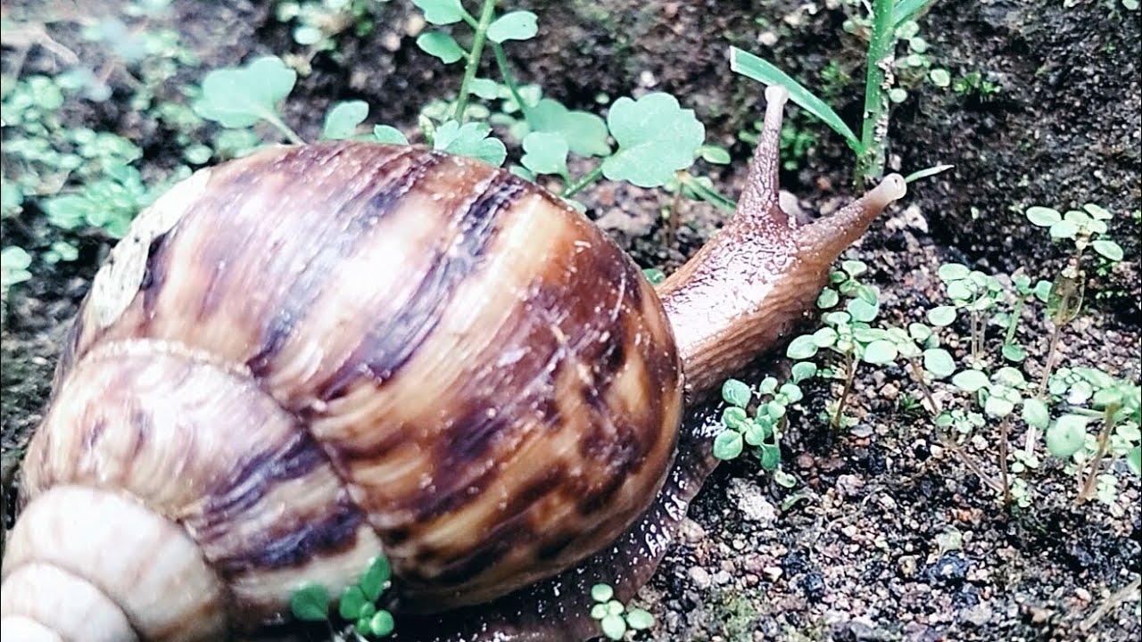 TANPA ARAH TUJUAN! HANYA BERJALAN KE DEPAN