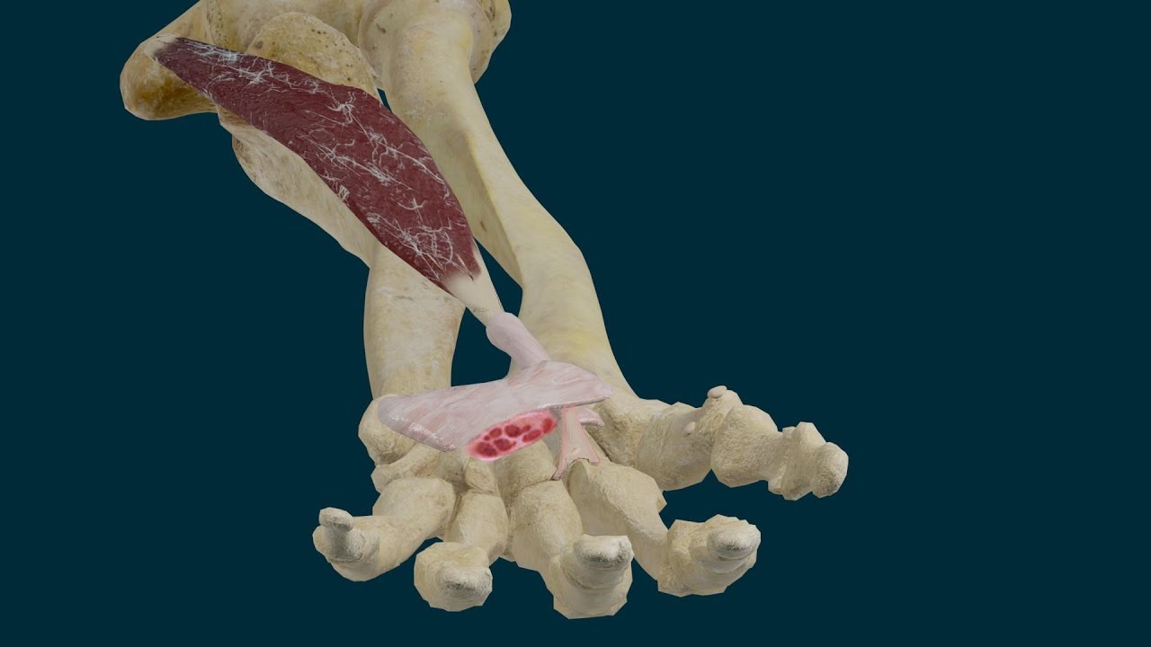 Flexor Radial del Carpo. Origen, Inserci&oacute;n, Funci&oacute;n e Inervaci&oacute;n