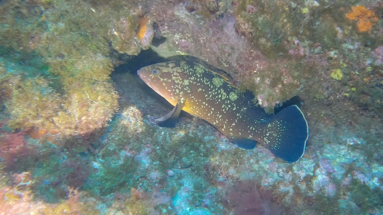 El Rincón, La Restinga