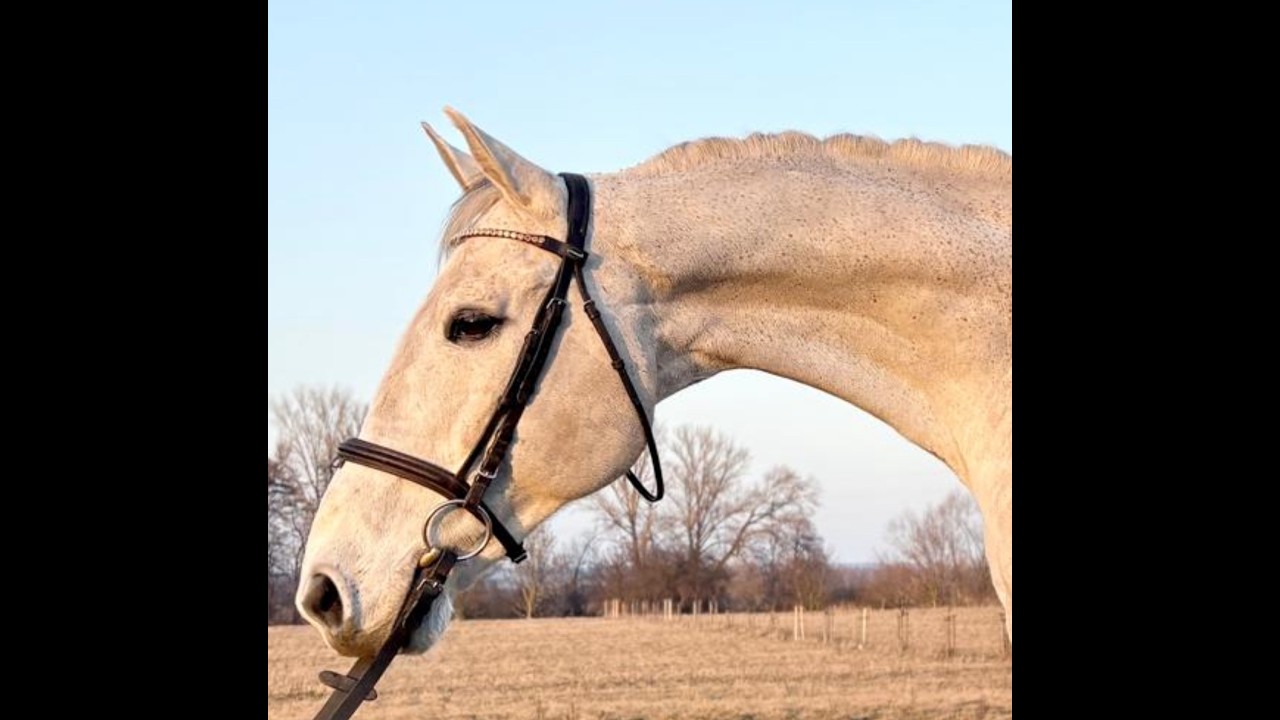 13yo gelding by Zirocco Blue VDL x Ahorn, ex 140 jumper