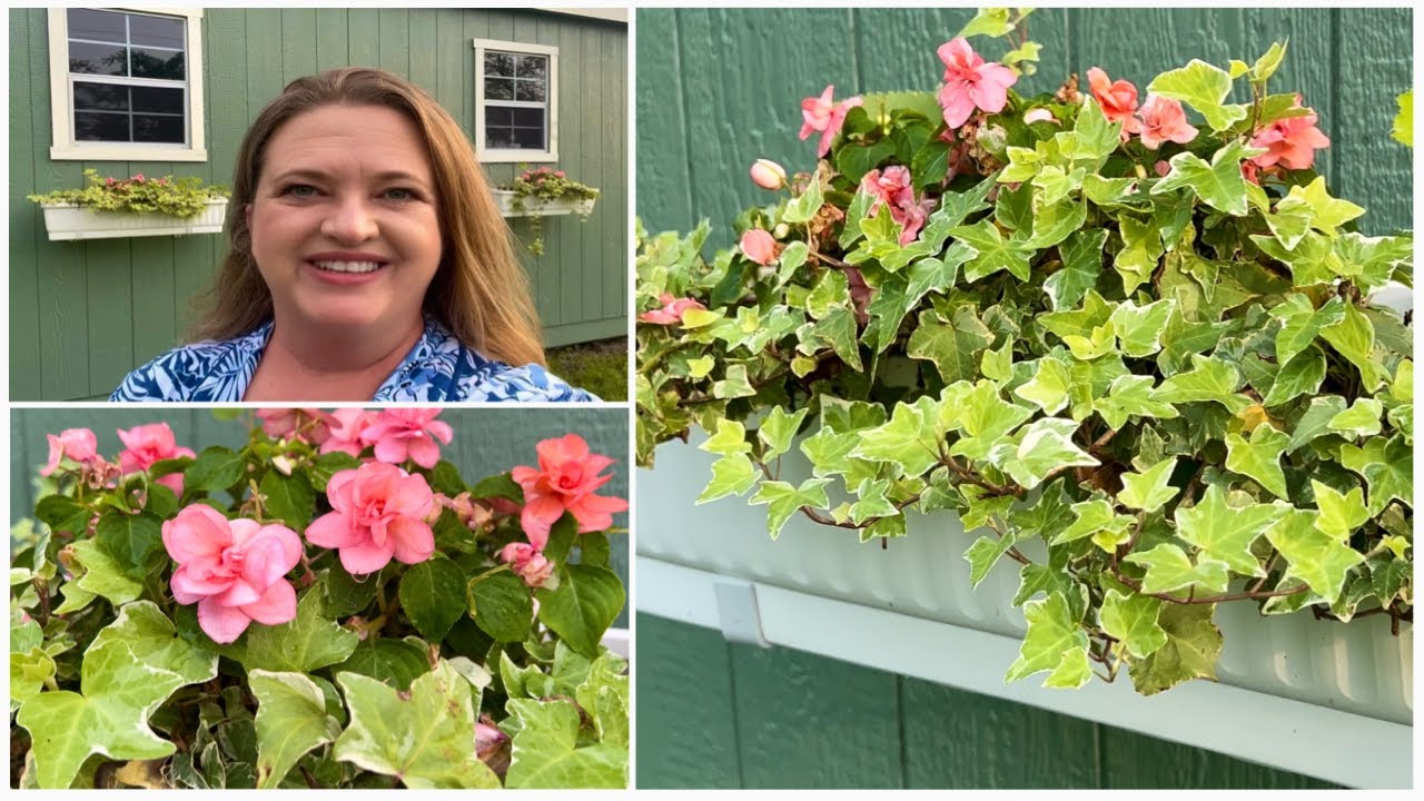 sun & shade window boxes 💚+ hosta horror 😭 + greenhouse seedling update! 🌱🤩 | Zone 8b Wendi Gardens