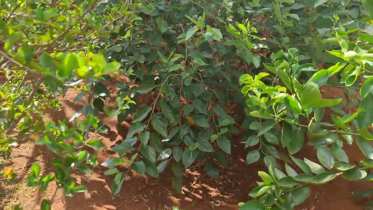 mostrando meus pés de frutíferas meu pomar.