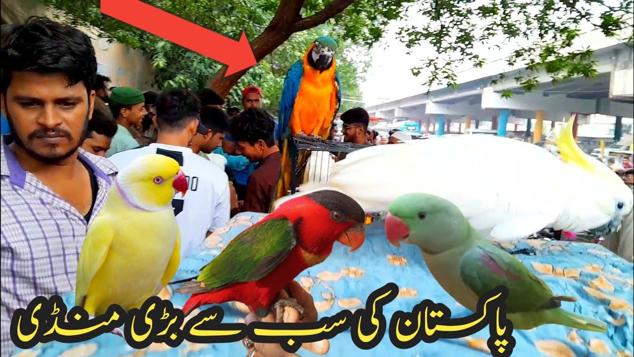 Biggest Exotic Parrots Market in karachi | Lalukhet Birds Market 2024 Latest Update